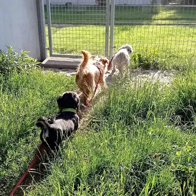 Hotel dla psów - Na 4 Łapy